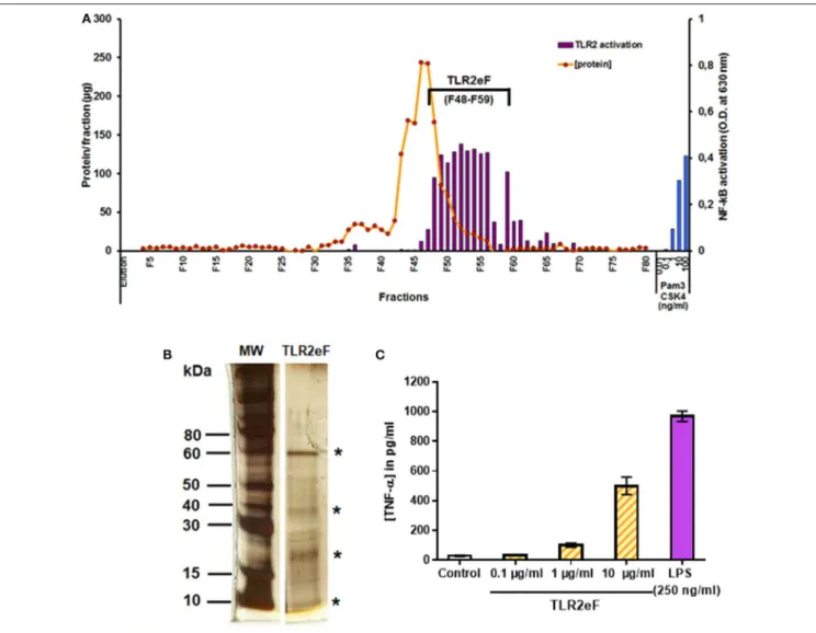 FIGURE 1 | Purification of a TLR2-enriched fraction (TLR2eF) from M. abscessus R variant
