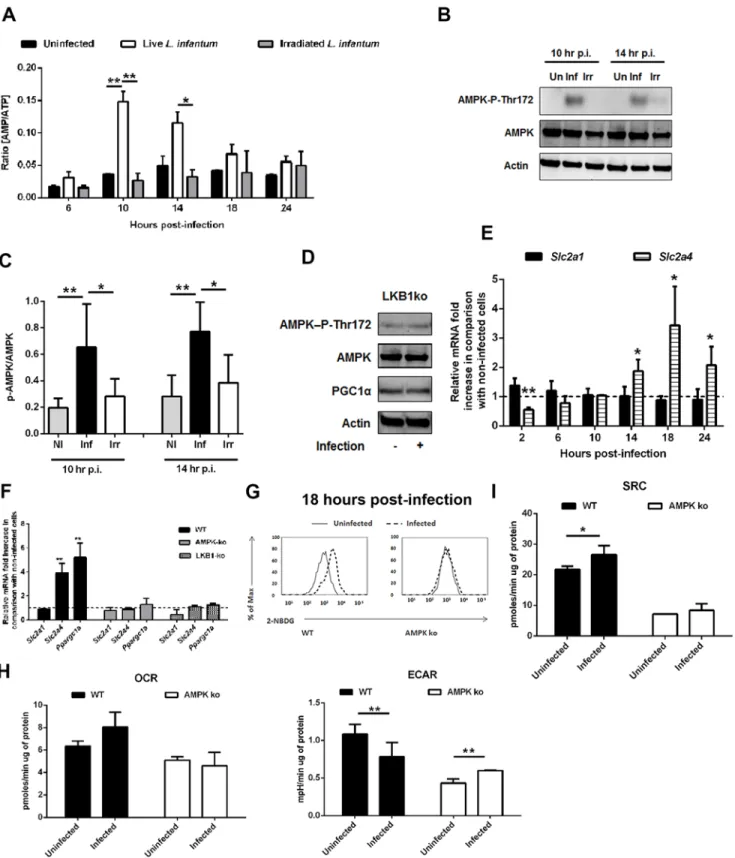 Fig 4. L. infantum activates host AMPK signaling for the recovery of mitochondrial functions