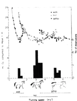 Figure  2.2:  The  major  gaits  of  horses.  Metabolic  cost  of  walking,  trotting  and galloping  as  a  function  of  speed