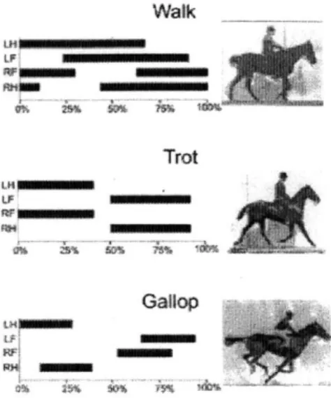 Figure  2.3:  Footfall  patterns  and  timing  of  three  major  gaits  of  horses,  walk,  trot and  gallop,  as  shown  in  [3]