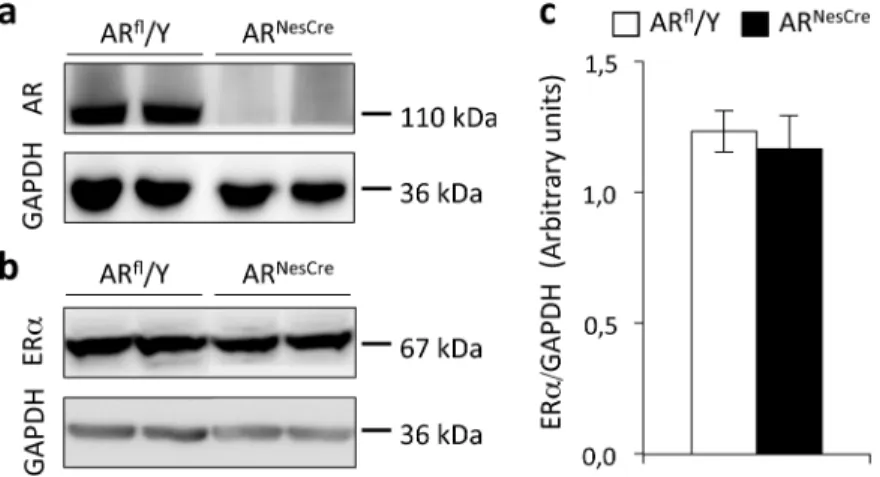 Fig 1. Western blotting of AR and ER α in the hippocampus of AR fl /Y and AR NesCre male mice
