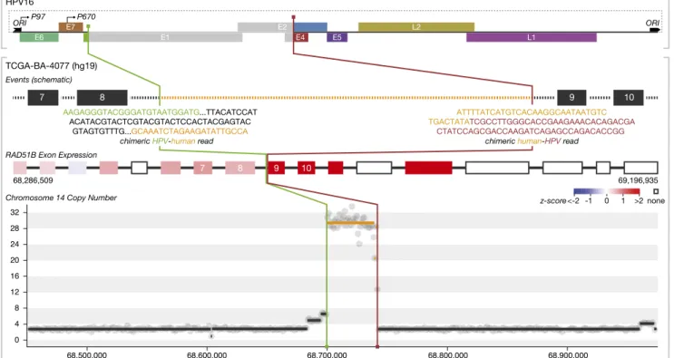 Fig. 2. Integrated analysis of HPV integration events. Breakpoint locations and joining patterns are shown with regard to schematic representations of the HPV and human genomes, regions of copy number alteration, and exon expression of genes involved and/o