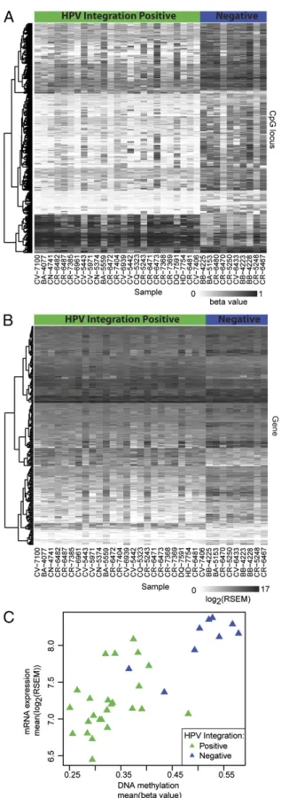 Fig. 3. DNA methylation and gene expression analysis. (A and B) Heat map of DNA methylation levels for significantly differentially methylated CpG loci and mRNA expression of significantly differentially expressed genes (rows) for all HPV-positive samples 