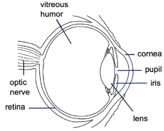 Figure 1-1:  Schematic  diagram of the human eye