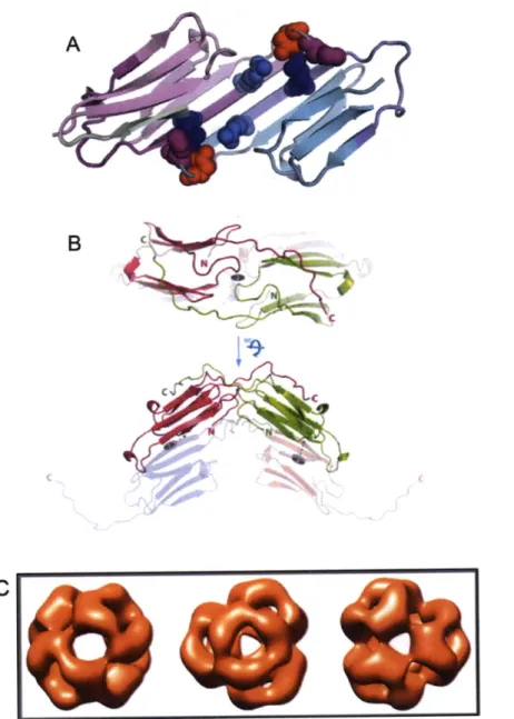 Figure  1-3:  Structures  of human  aB-crystallin.  (A)  Crystal  structure of truncated  a-crystallin  domain  dimer  highlighting  the  antiparellel  