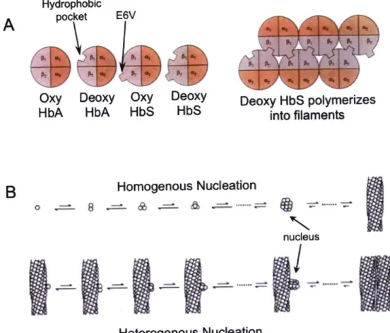 Figure  1-12:  Native  state  polymerization  of HbS.  (A)  Both WT and  mutant  Hb  proteins  expose  a  hydrophobic  pocket  in  the deoxygenated  state