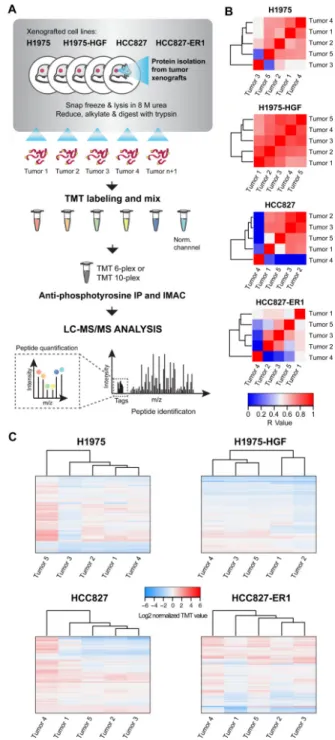 Figure 2. Workflow of quantitative phosphotyrosine profiling of NSCLC xenografts and  evaluation of vehicle-treated tumor hetereogeneity