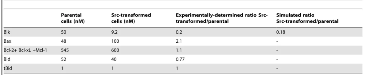 Figure 4. Bik behavior after a death stimulus. A Bik immunoblotting in presence of staurosporine in parental NIH-3T3 cells