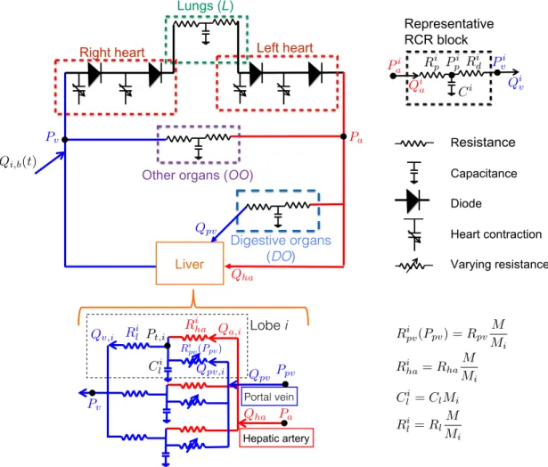 Figure 1: Schematic representation of the 0D closed-loop cardiovascular and liver blood circulations