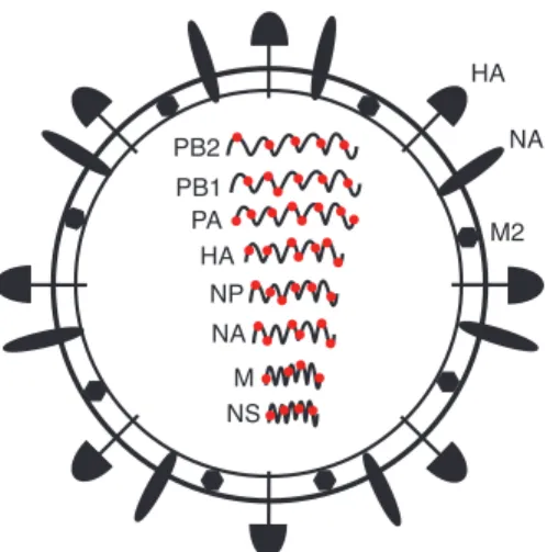 Figure 1 IAV particle. Each of the RNA genome segments has been labeled with the common name
