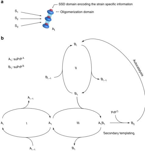 Fig. 8 Quaternary structural convergence and secondary autocatalytic pathway at the root of the formation of B i assemblies