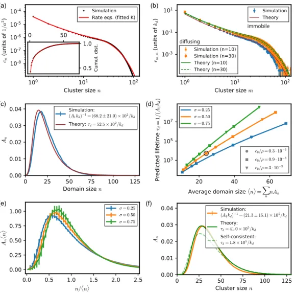 FIG. 5. Predicted distribution of explored cluster sizes for synaptic gephyrin domains, which allow us to infer the typical domain lifetime.