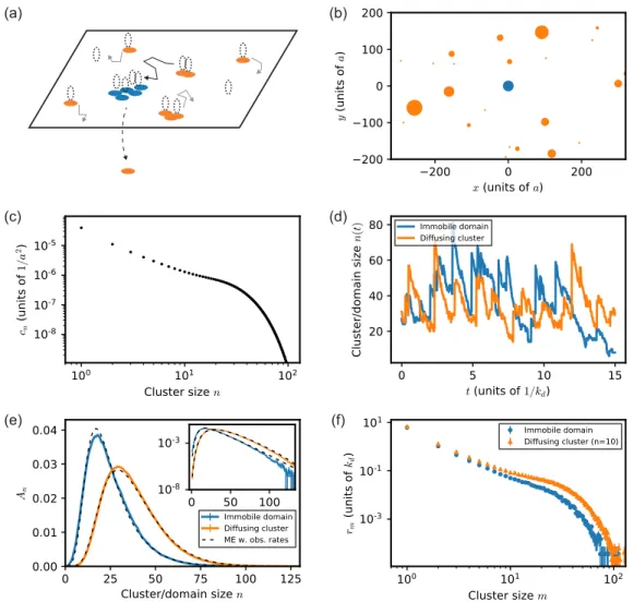 FIG. 1. Dynamics of diffusing clusters and of an immobile domain of fluctuating size. (a) Schematic description of the dynamics of postsynaptic scaffold clusters and of an immobile scaffold domain