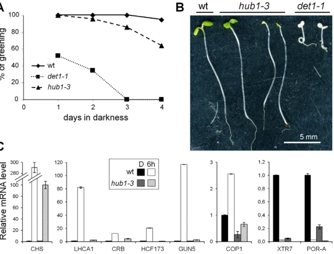 Figure 6. The hub1-3 mutant is affected in de-etiolation. (A) Percentage of seedlings that undergo photomorphogenesis as a function of growth time in darkness prior to light exposure
