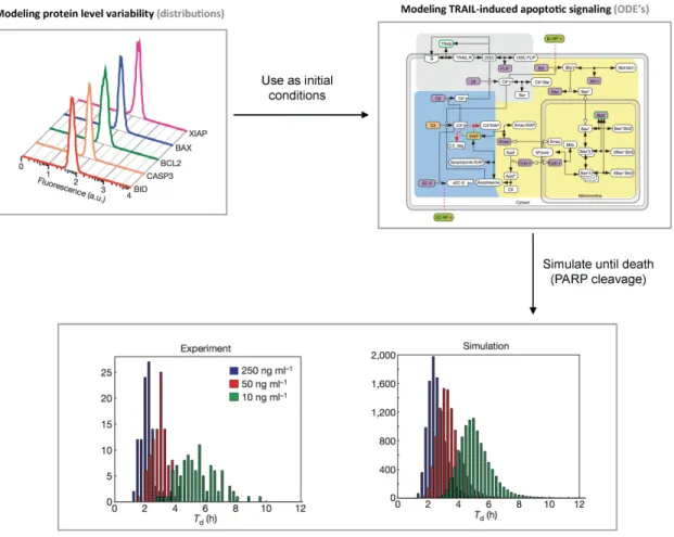 Figure 3: Initial  variability in protein levels explains  variability in the timing of death