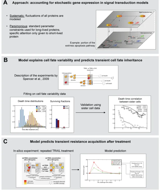 Figure  5:  Systematic,  parsimonious  modeling  of  stochastic  gene  expression  together  with  TRAIL apoptotic signaling explains fractional killing and predicts transient cell fate inheritance  and  transient  resistance  acquisition