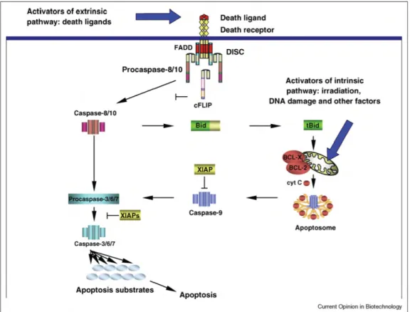 Figure  1:  Schematic  representation  of  extrinsic  and  intrinsic  apoptosis  pathways  at  the  molecular  level