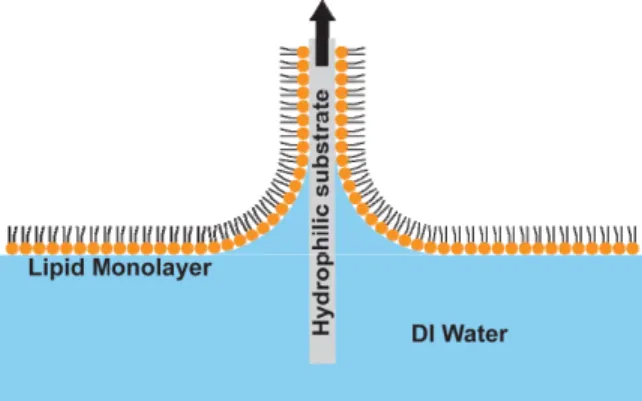 Figure 3: Schematic of Langmuir-Blodgett (LB)  deposition of a lipid monolayer on a hydrophilic  (mica) substrate by pulling