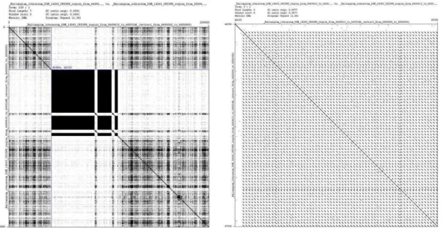 Figure 1: Dotplots produced by Gepard. The right dotplot has been obtained by zooming  on a repeat-rich CRISPR region, the upper left black square of the left dotplot 