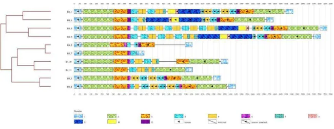Figure 3: Module organization of Foldback4 in the D. melanogaster genome  