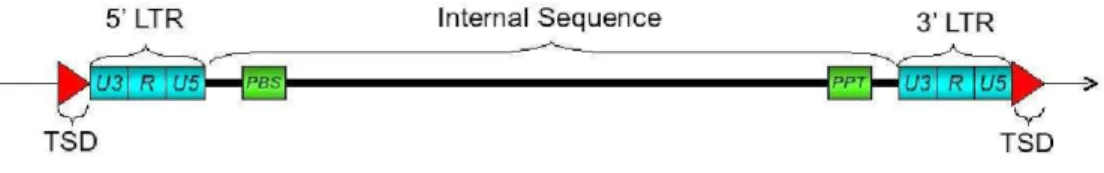 Figure 5: Abstract structure of a LTR Retrotransposon 