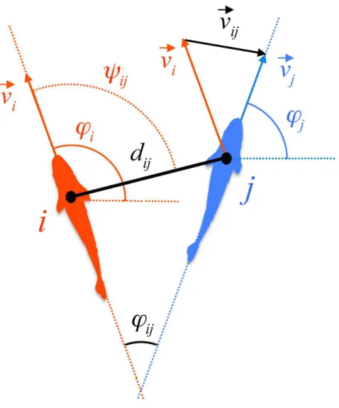 Figure 1: State variables of a focal fish i with respect to its neighbour j. Fish position is determined by the position of the centre of mass of the fish (black circles) in a orthonormal system of reference Oxy