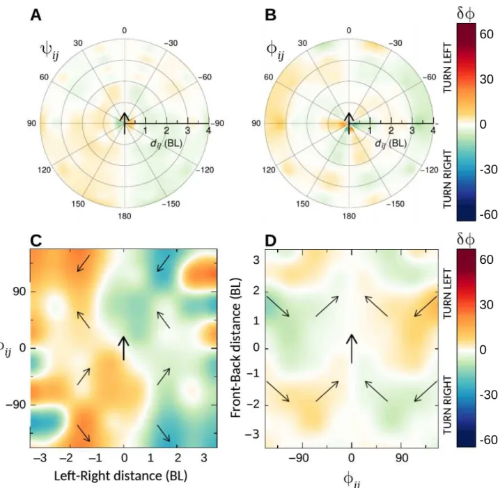 Figure 3: Force maps of D. rerio swimming in a circular arena of radius 0.29 m. Heading change δφ of a focal fish, located at the origin and pointing north in the four panels, as a function of (A) the distance to its neighbour d ij