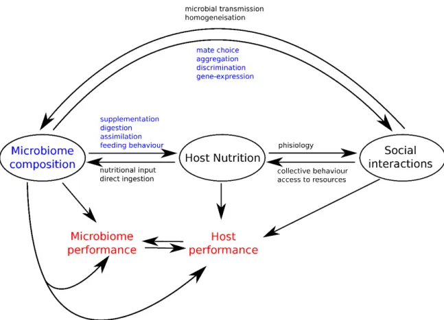 Figure 4. Nutritional interactions between the gut microbiota, host feeding strategies and host social  interactions