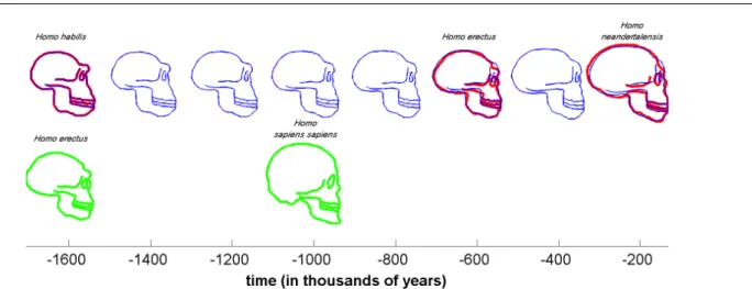 Fig. 5 Illustrative pairwise registration: data preparation. The database is cut in two to compare the evolution {Homo habilis-erectus-neandertalensis}