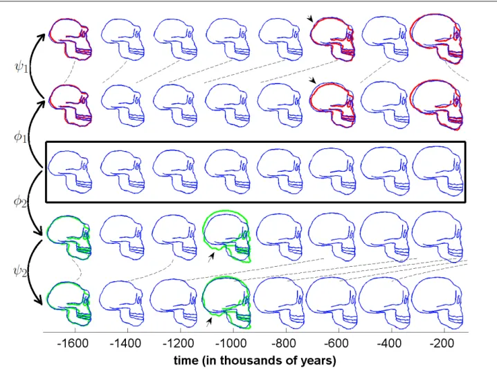 Fig. 8 Spatiotemporal atlas estimation given the two “subjects” in Fig. 5. On the middle row is shown the estimated mean scenario of evolution.