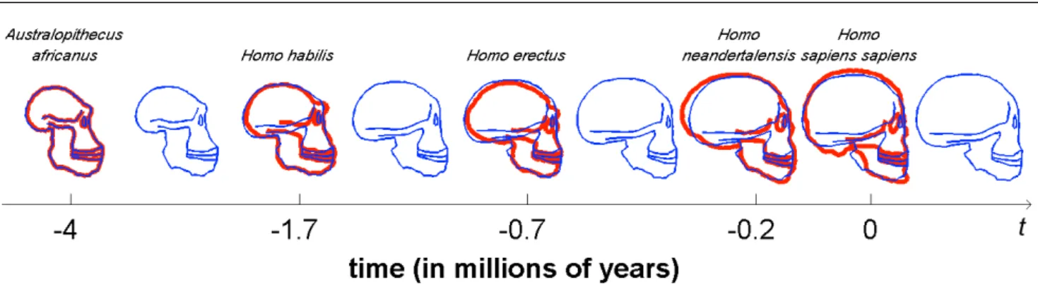 Fig. 4 Shape regression of a set of five 2D profiles of hominid skulls (in red). The Australopithecus profile is chosen as the baseline S 0 