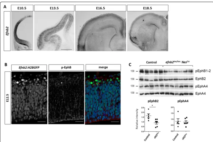 Fig. 1 Ephrin-B2 is dynamically expressed in the developing neocortex. a. Efnb2 in situ hybridization on transverse sections of the neocortex at different developmental stages (indicated)