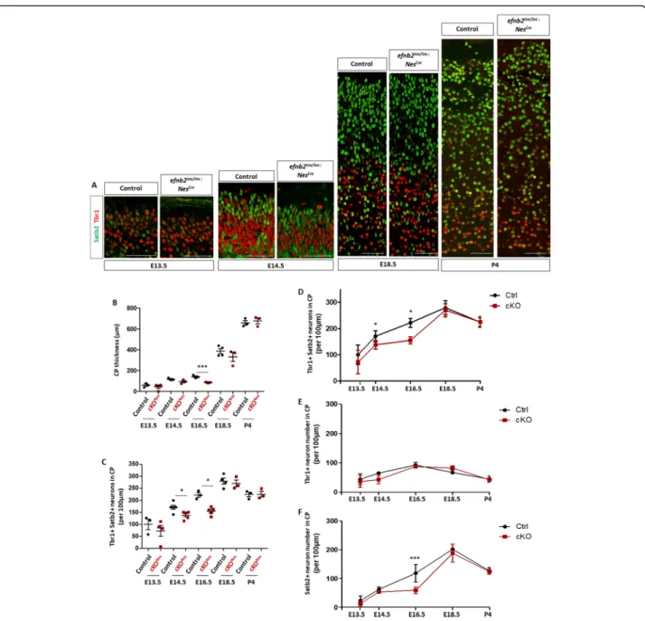 Fig. 3 The decrease in neuronal number in the neocortex of Efnb2 cKO Nes is transient
