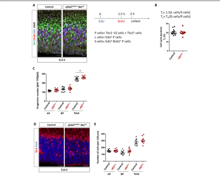 Fig. 4 Cell cycle duration and numbers of progenitors in Efnb2 cKO Nes . a. Transverse sections of the neocortex of EdU/BrdU-injected E13.5 control and Efnb2 lox/lox ; Nes-Cre embryos were immunostained for BrdU (red), Tbr2 (green) and EdU (blue)