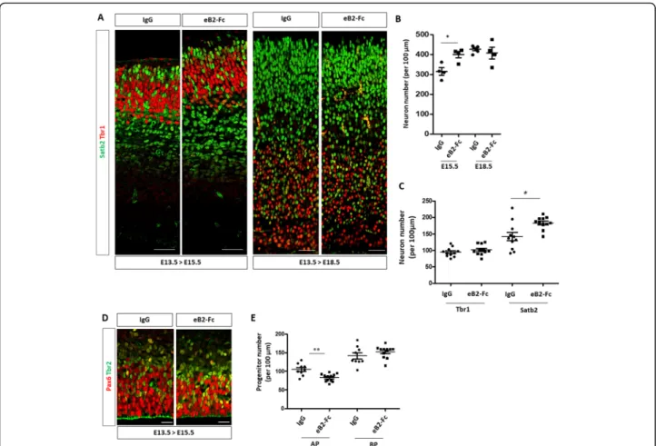 Fig. 5 Acute injection of eB2-Fc in the lateral ventricle leads to an increased neuronal production