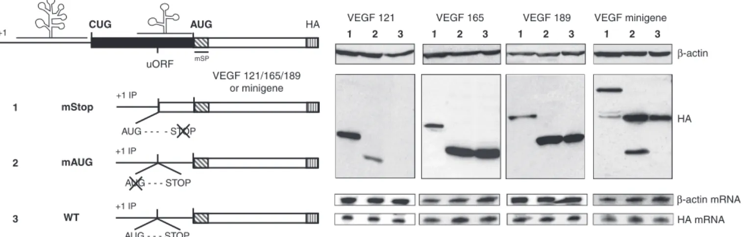Figure 7. Translation of the uORF after eIF4E knockdown. Left, schematic representation of construct with uORF mutation (described in the legend of Figure 6)