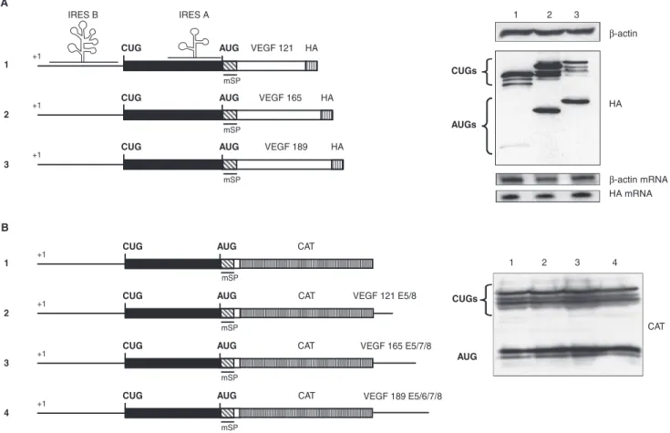 Figure 2. Eﬀect of VEGF-A alternative spliced sequences on the translation initiation