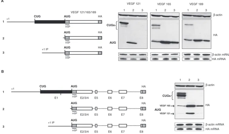 Figure 3. Role of the VEGF-A 5 0 UTR on alternative translation initiation control. (A) Schematic representation of the constructs used for transfection experiments: constructs, encoding each isoform and the VEGF minigene, beginning at the main promoter (p