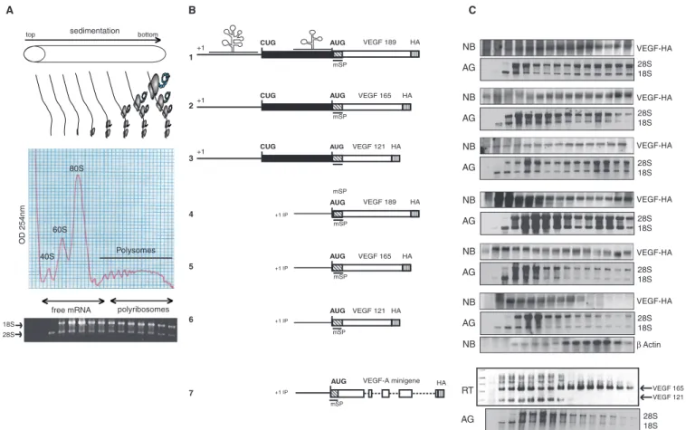 Figure 4. Analysis of the VEGF mRNA polyribosomal distribution. (A) Schematic representation of polysomal and free mRNAs distribution after HeLa cells transfection