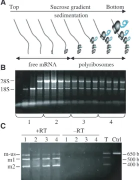 Figure 5. Study of mRNA species engaged in polysomes. (A) Schematic representation of polysomal and free mRNAs distribution after sucrose density gradient RNA fractionation of pA6 transfected CHO cells.