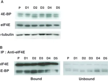 Figure 4. Regulation of the cap-dependent translation during myoblast diﬀerentiation. (A) Western blot analysis of eIF4E and its inhibitor  4E-BP during myoblast proliferation (P) and diﬀerentiation (D), using anti-eIF4E and anti-4E-BP antibodies, respecti