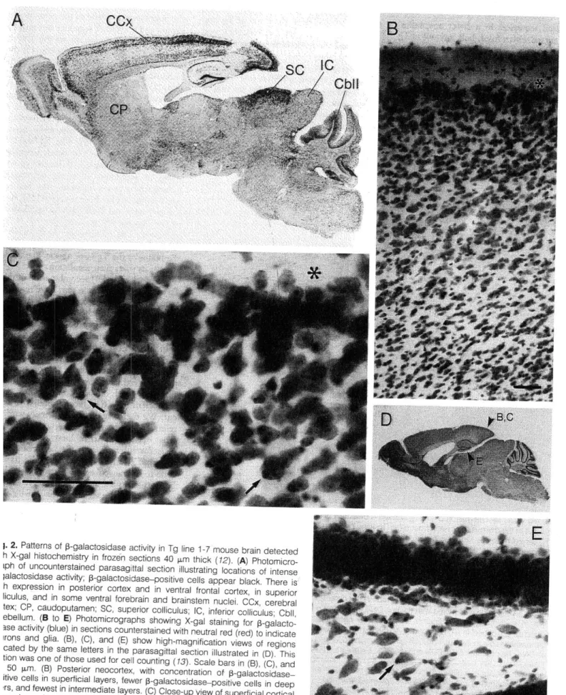 Fig.  2.  Patterns  of  p-galactosidase  activity in Tg  line  1-7  mouse  brain  detected with  X-gal  histochemistry  in frozen  sections  40  p.m  thick  (12)