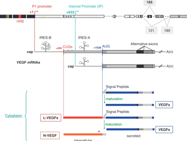 Figure 1. VEGF gene structure. The VEGF genomic structure is schematized with 5 0 UTR containing: P1, TATA less promoter region including hypoxia responsive element (HRE) (13); IP, internal promoter directs the transcription of a truncated mRNA
