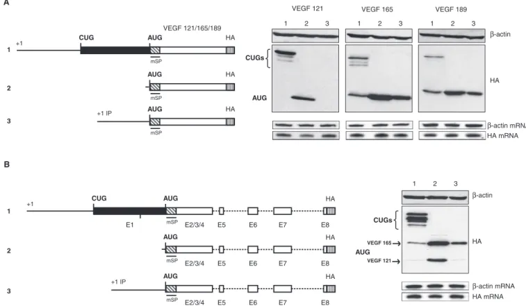 Figure 3. Role of the VEGF-A 5 0 UTR on alternative translation initiation control. (A) Schematic representation of the constructs used for transfection experiments: constructs, encoding each isoform and the VEGF minigene, beginning at the main promoter (p