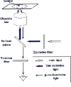 Figure  3.6:  Illustration  of sample fluorescence  illumination. From  LeCoguic  et  al