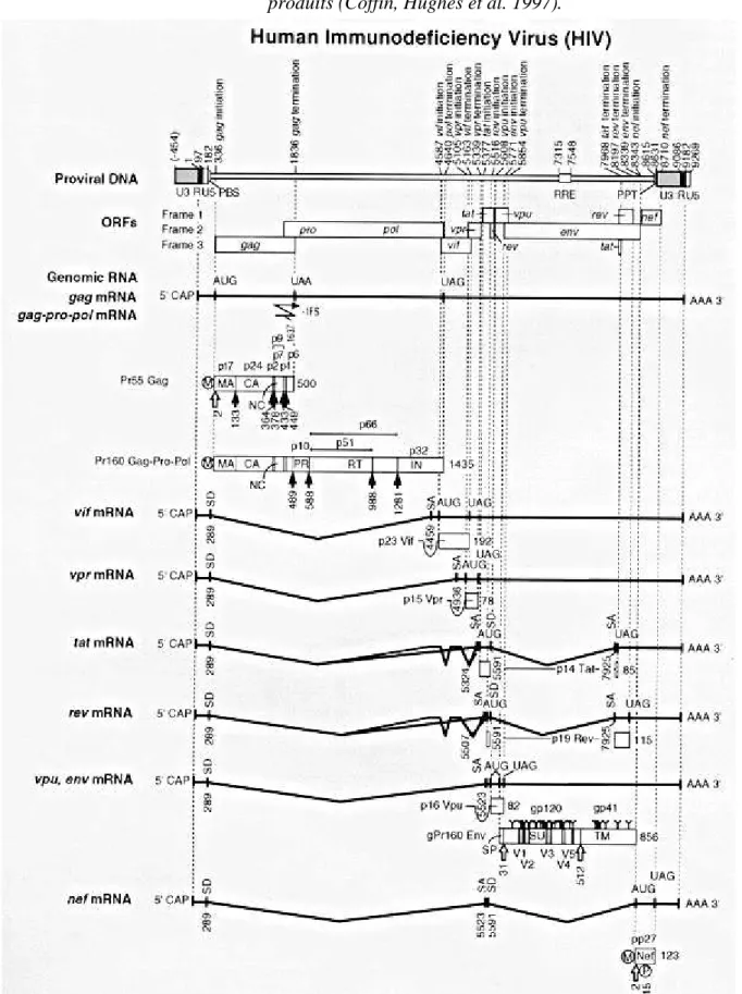 Figure 4 : Structure du génome du VIH-1, présentation du provirus et des différents ARN  produits (Coffin, Hughes et al