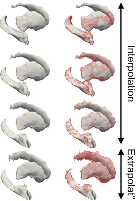 Fig. 1: Extrapolated geodesic regression for the subject s0671. Are only repre- repre-sented the right hippocampus, caudate and putamen brain structures in each subfigure