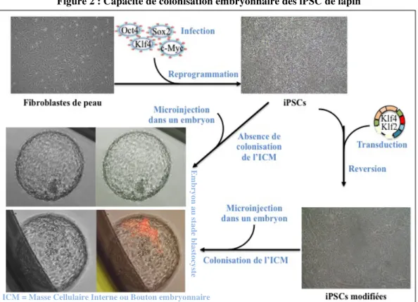 Figure 2 : Capacité de colonisation embryonnaire des iPSC de lapin 