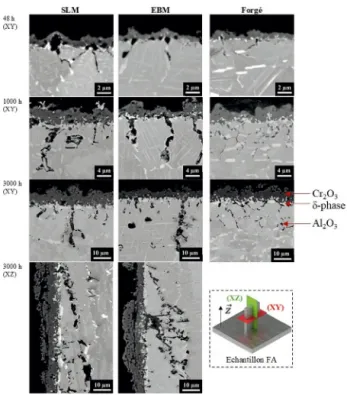 FIGURE 6 : Images MEB-rétrodiffusés des coupes transverses des échantillons SLM, EBM et forgés, tous polis P600 oxydés sous  air à 850 °C.