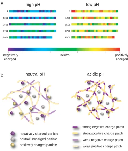 FIGURE 5 (A) The human mucin MUC5AC protein contains numerous acidic and basic amino acids